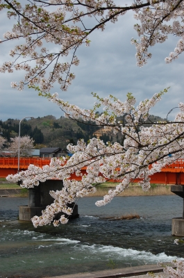 橋と桜