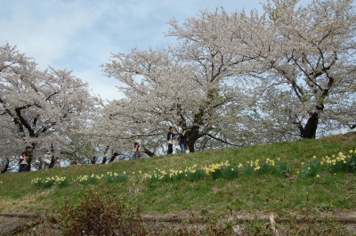 桜と水仙