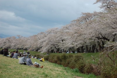 お花見