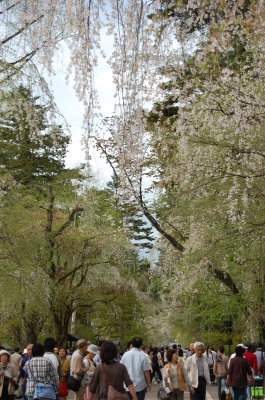 武家屋敷と枝垂れ桜
