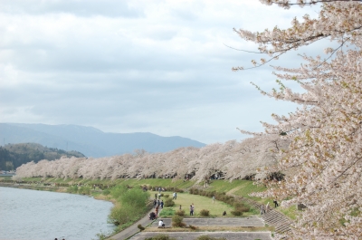 夕日に映える桧木内川堤