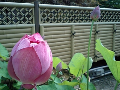 ハスの花