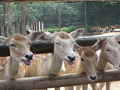 群馬サファリパーク