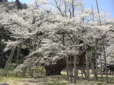 淡墨桜