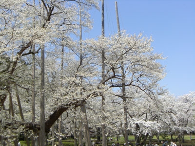 淡墨桜