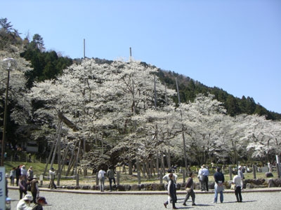淡墨桜