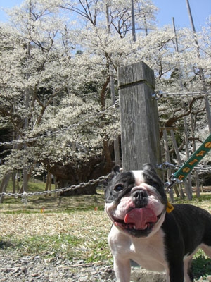 淡墨桜