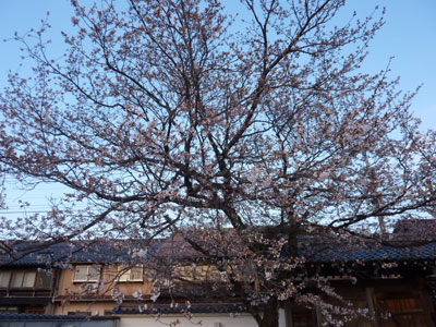 桜