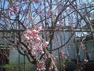 桜