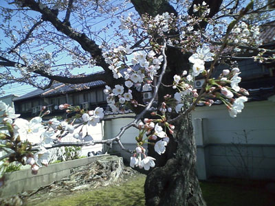 桜