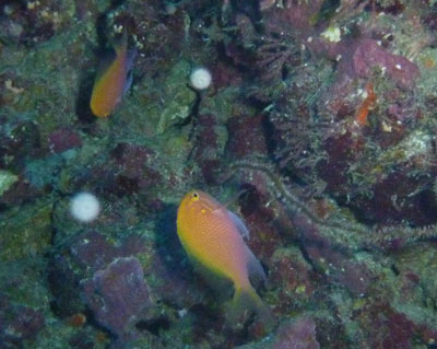 黒島V字