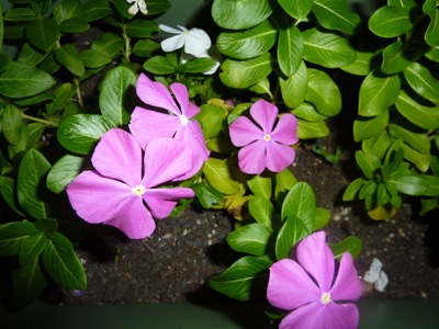 花