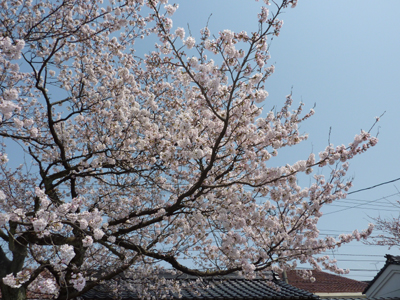 桜