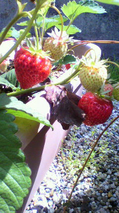 2010051509450000.jpg