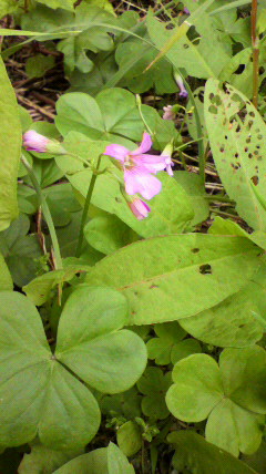 2010060110290000.jpg