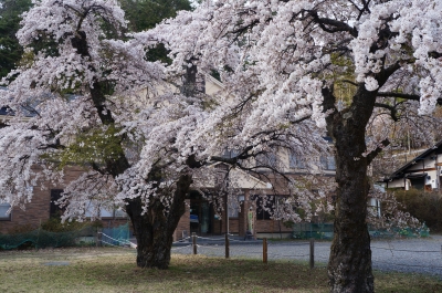 下栗さくら