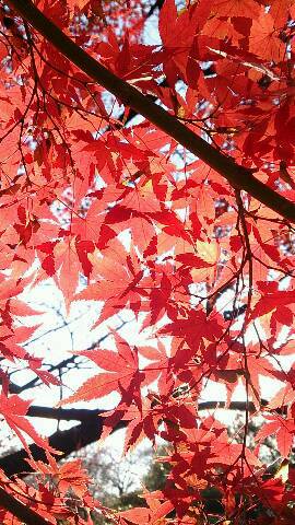 img20131210_153337.jpg
