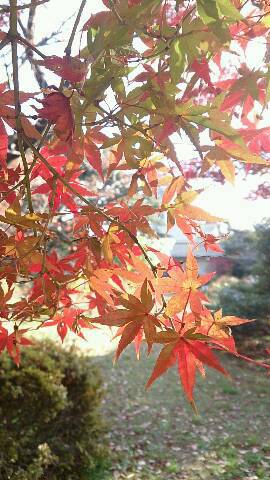 img20131210_154739.jpg