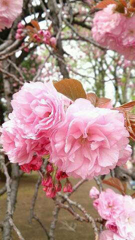 img20140416_032511.jpg
