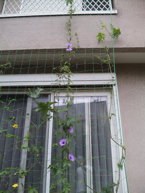 花が咲き