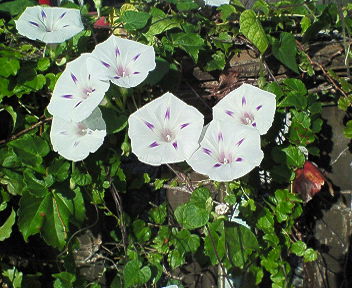 201310130806000.jpg