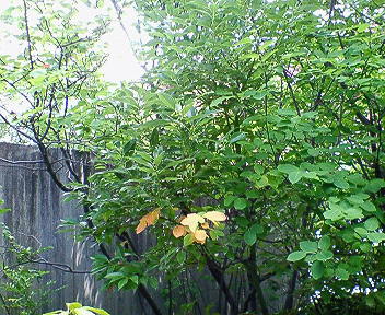 201507141315000.jpg