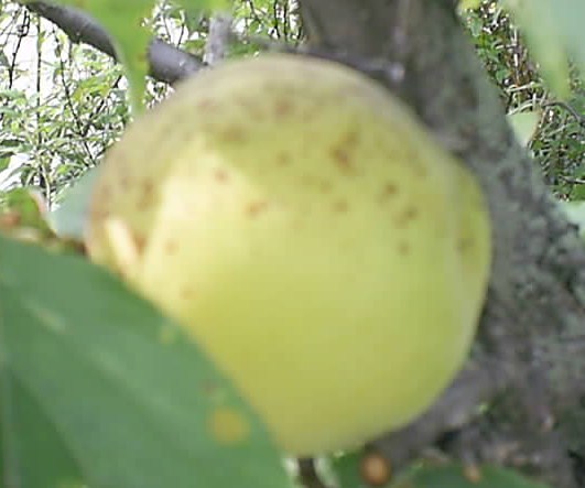 ˸åÇß