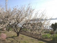 大芝島に咲く梅の花