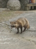 ネムソウ…カナリ