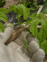 れいし
