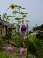大芝の夏