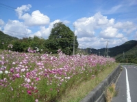 秋コスモス