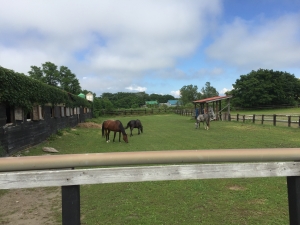 フロンテア乗馬クラブ