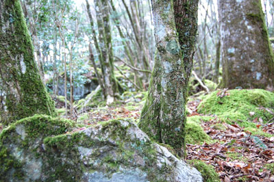 山犬嶽の風景(冬)