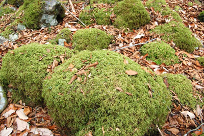 山犬嶽の苔(冬)