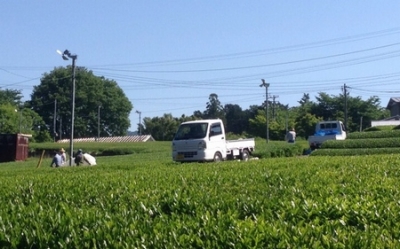 お茶刈り