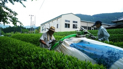 川根新茶