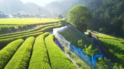 奥川根の茶畑