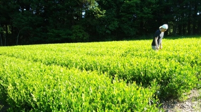茶園の見回り
