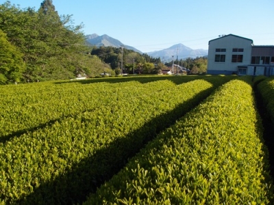 2019年新茶期茶畑