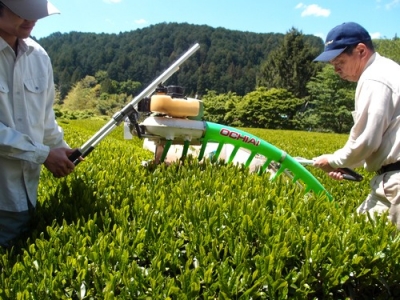 2019年新茶 茶刈り