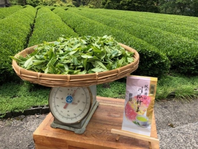 生葉の量と茶葉100g