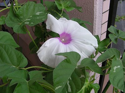 朝顔 一番咲き裂け