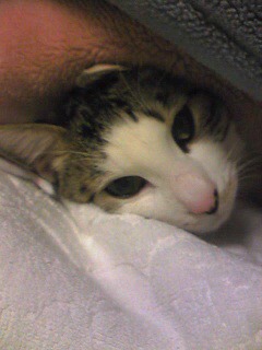 Image28811.jpg