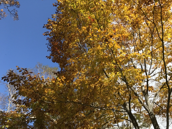 171010_100808-5499079.JPG