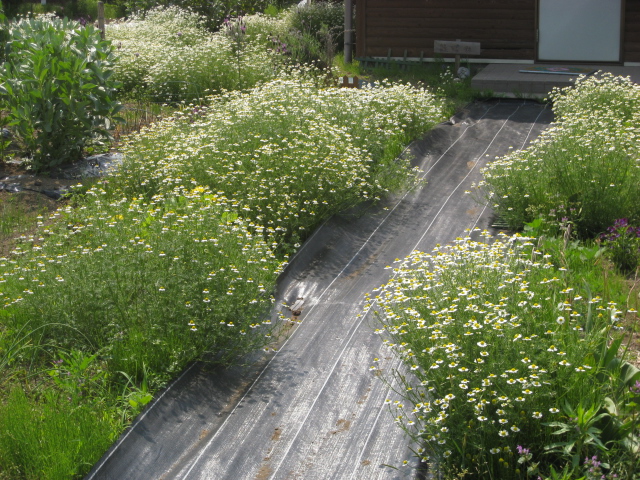 それぞれの好みでお花が咲いている