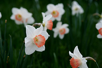 H18.05.12¡¡¤ß¤ä¤®Â¢²¦¤¨¤Ü¤·¥¹¥¡¼¾ì