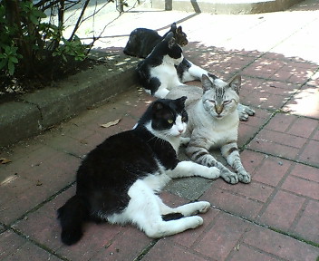 猫ロード