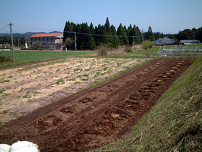 ブルーベリー園苗植え完了