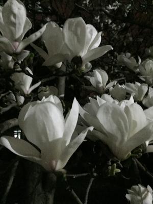 IMG_3717.JPG